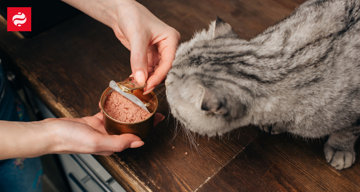 Какие тренды на рынке зоотоваров в Украине | Новости Украины | LIGA.net