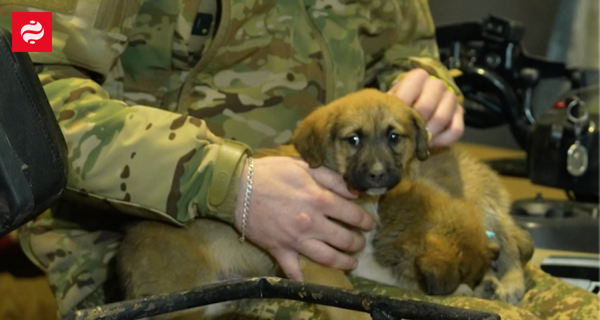 Українські захисники врятували цуциків з передової, використавши наземного робота – відео